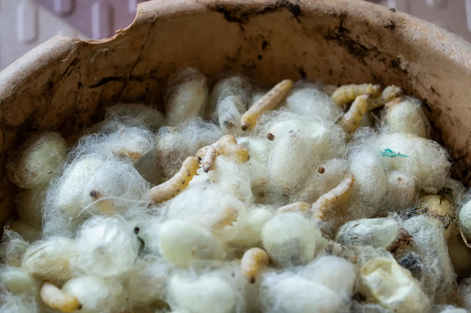 武汉家政市场月嫂与保姆服务标准差异对比分析