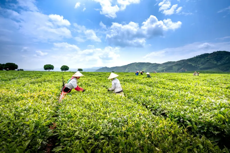 武汉家庭保洁服务怎么选？美祥家政标准化流程与验收标准解析
